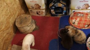 #СОДЕРЖАНИЕ_декоративных_КРОЛИКОВ плюсы и МИНУСЫ 30/11/2022 #ЧЕРЕПАХИ и #АГАМЫ мои питомцы