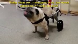 Мопс  породистые тоже плачут