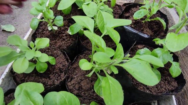 Петунию,бегонию вынесла в парник 💐💐Розы в горшках после зимовки в парнике смотреть онлайн