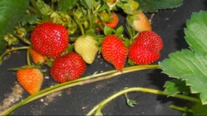 Мара де Буа – благородная клубника с земляничным ароматом