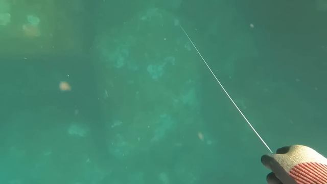 阿鋒一到海底就碰見大物！ 2分鐘盤中霸王大石斑！名貴大魚連上！ 【探海漁人】 смотреть онлайн