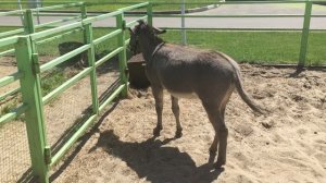 осёл поёт ослице