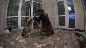 Развивающие игры для собак.