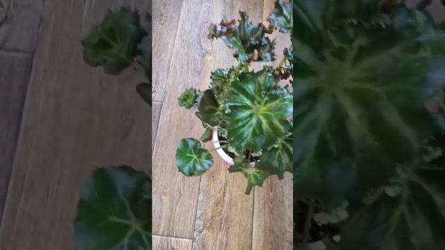 Бегония Bunhii смотреть онлайн