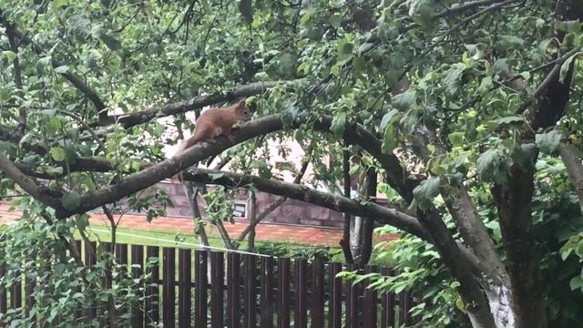 Лето на даче смотреть онлайн