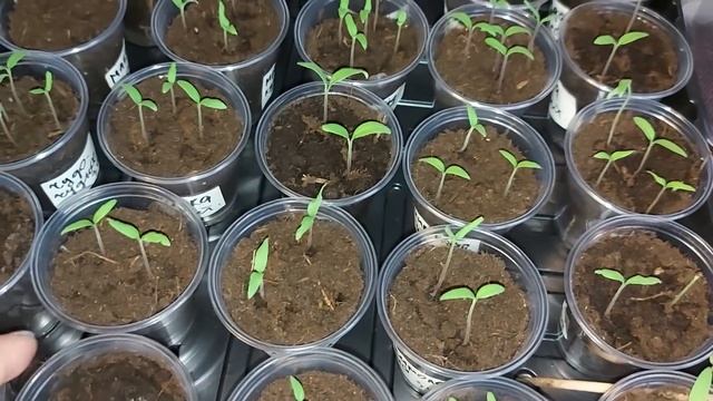 Обзор рассады 16 марта 2021г. смотреть онлайн