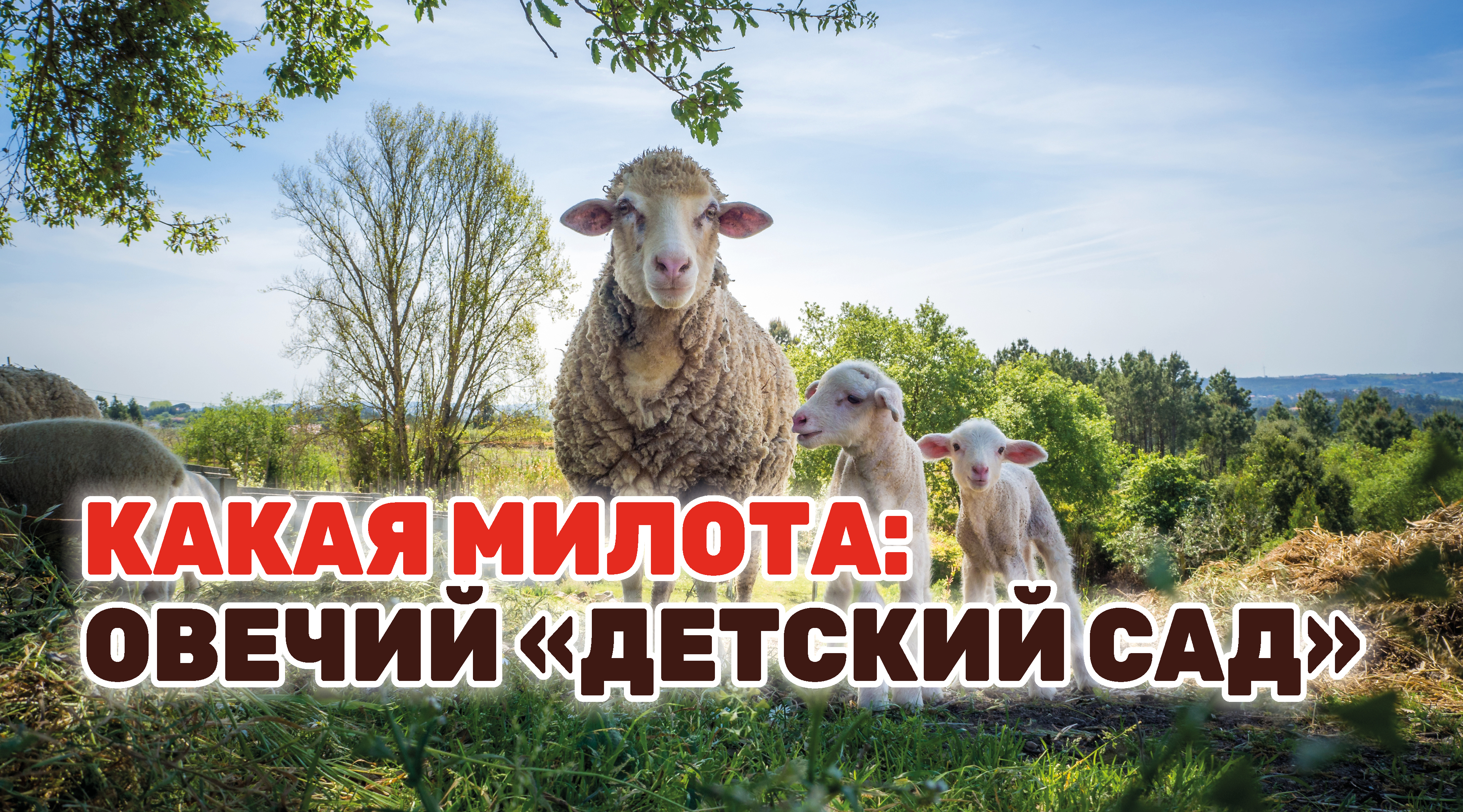 На экоферме Гулькевичского района ежедневно рождается по 15 ягнят #shorts