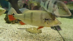 16.02.2019. Светлогорск. Янтарь - Холл. Музей Мирового океана.