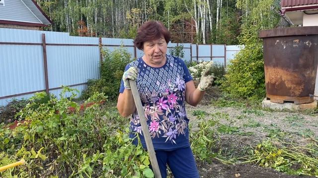 ХОРОШИЙ УРОЖАЙ КАРТОФЕЛЯ.ЧТО ПОСЕЯТЬ ПОСЛЕ УБОРКИ