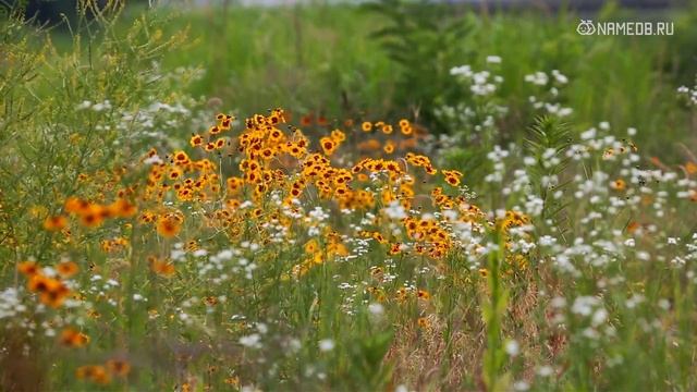 Значение имени Венера: карма, характер и судьба смотреть онлайн