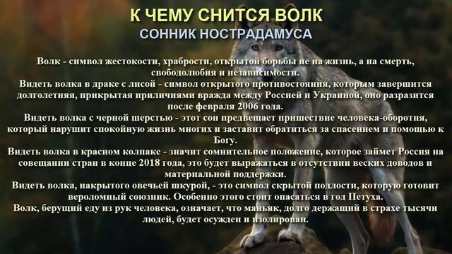 К чему снится волк. Сонник Нострадамуса. Толкование снов. смотреть онлайн