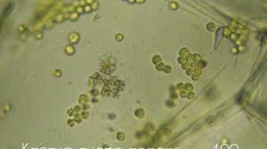 Под микроскопом 400x