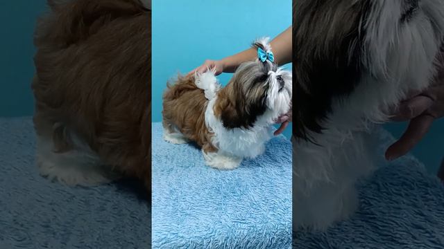 Мальчик ши тцу смотреть онлайн