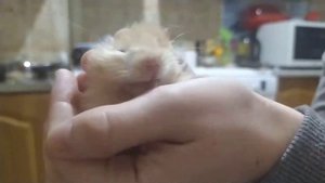 хомяк, почему грызет лапу? помогите советами (((