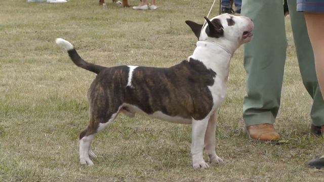 9 июля 2016 года Интернациональная выставка собак всех пород «ВЛАДИМИР 2016» (CACIB FCI) смотреть онлайн