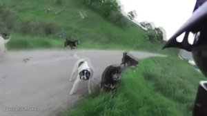 Животные Нападают на Байкеров и Велосипедистов #2