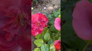 Hot Chocolate / Горячий Шоколад #roses #розы #roseflower #hotchocolate #горячийшоколад