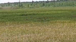 Кулик болотный 18 июня 2021 г.