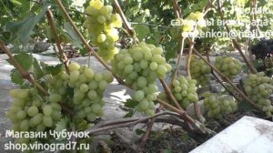 Кишмиш ЕЛИЦА-ультраранний кишмиш, с янтарной ягодой (Пузенко Наталья Лариасовна)