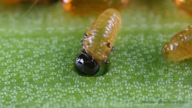 Lilioceris lilii - poskrzypka liliowa - Lilienhähnchen - Scarlet lily beetle смотреть онлайн