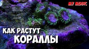 Как растут кораллы в морском аквариуме