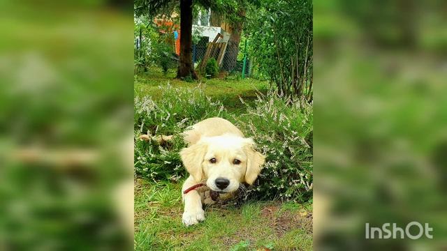 Samba 6 miesięcy смотреть онлайн