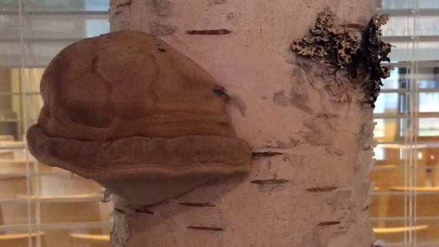 Evo Campus смотреть онлайн