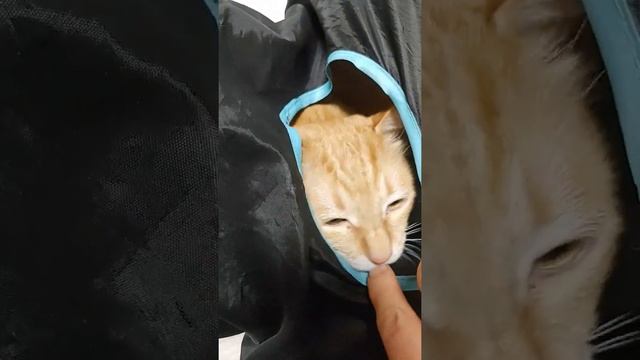 고양이 눈곱 ㆍ장난감 터널 안 고양이Cat's eye mucus Cat in the toy tunnel