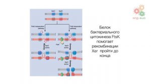 Перестройки генома. Сайт-специфическая рекомбинация