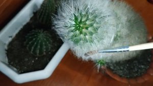 Как чистить кактус маммилярию подручными средствами / МОИ КАКТУСЫ