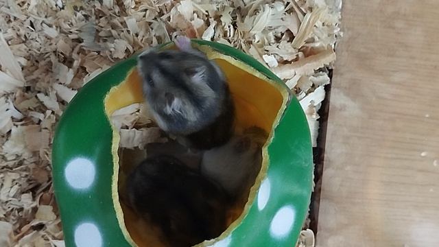 хомяк