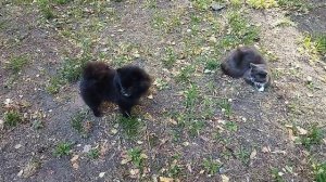 Собачка хочет познакомится с Темой, а он смотрит на нее и не спешит подружиться