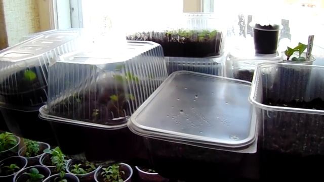 ПЕТУНИЯ - ПОСЕВ СЕМЯН - ПЕРВАЯ ПИКИРОВКА - УХОД ЗА РАССАДОЙ  - ПЕРВАЯ ПОДКОРМКА смотреть онлайн