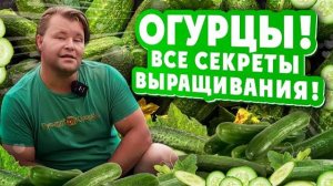 ОГУРЦЫ! Все секреты выращивания!