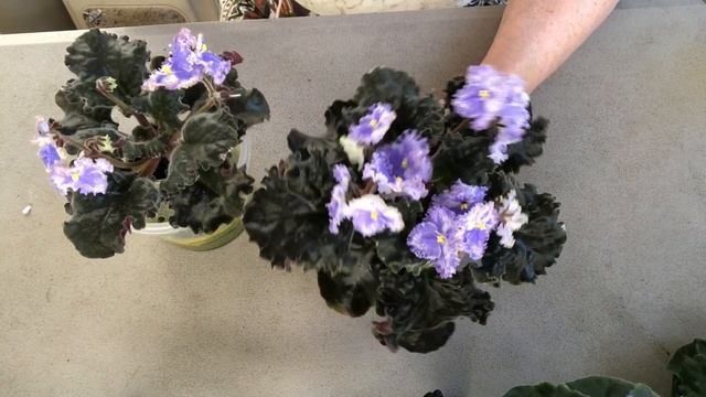 AFRICAN VIOLETS. NEWBIES - dependency of violets growing and flowering on the size of the pot. смотреть онлайн