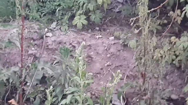 Снимаю Робинзона в реальной жизни? Дикие приключения Робинзона. смотреть онлайн