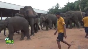 Pinnawala Elephant orphanage | Amazing videos of Wild Elephant | Wildlife | Animaux