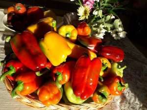 Уход за перцами и баклажанами в июле/Полив,подкормка,пасынкование