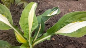 Хоста Риски Бизнесс (М)(лат. hosta Risky Business).Первогодка в хостарии.2023г. #хостаРискиБизнесс