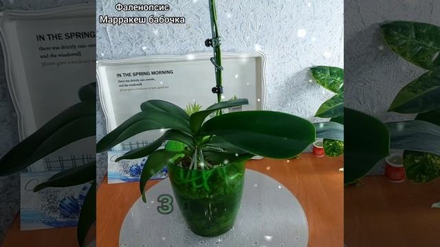 С НОВЫМ ГОДОМ?Полный роспуск Марракеш бабочка? #орхидеи #фаленопсис #цветы #растения #shorts смотреть онлайн