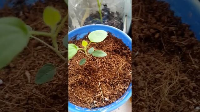 эвкалипт лимонный *флагман* #польза #природа #эвкалипт