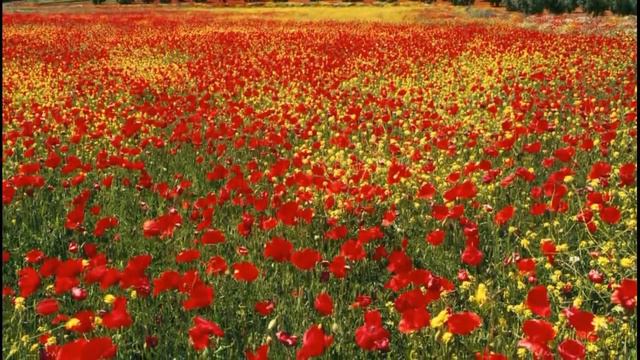 Дудук для души смотреть онлайн