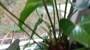 Как черенковать Антуриум? Легко!