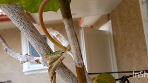 Перепрививка киви на сорт Бруно 2023г