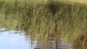 Рыбалка на чусовой, за уклейкой!