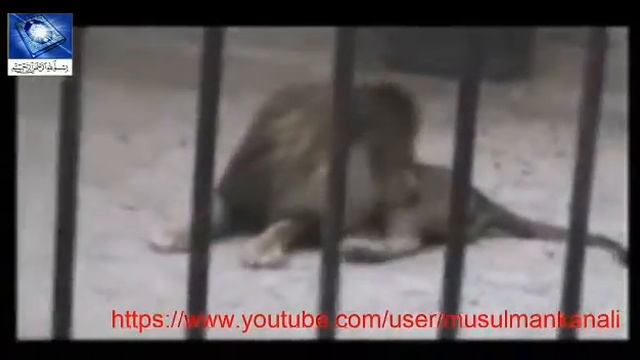 Знамение АЛЛАХА, лев отчётливо произносит имя АЛЛАХА смотреть онлайн