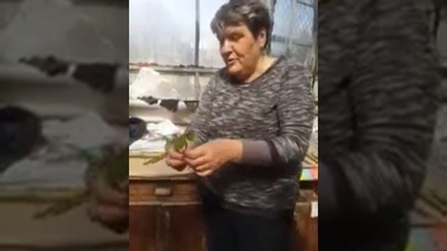 Черенкование роз. Мастер-класс от Л. И. Бумбеевой 19.04.18. смотреть онлайн