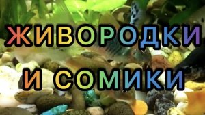 Живородки и Сомики