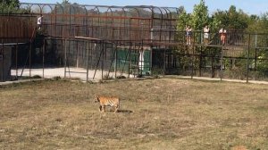 Юный прайд в своем огромном вольере!Young pride in its huge aviary!