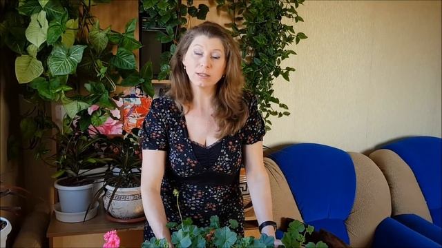 Клематисы. Итоги зимовки. Тестирую клематисы 2 групы и клематис Арабелла в подвесных кашпо.